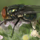 A screwworm fly. (Image: Wikimedia/Edibobb)